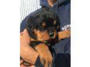 Rottweiler Puppy for sale in Newton, KS, USA