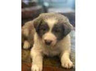 Border Collie Puppy for sale in Wadesville, IN, USA