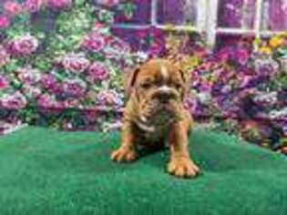 Bulldog Puppy for sale in Brooklyn, MD, USA