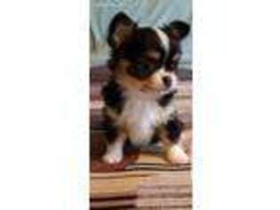Chihuahua Puppy for sale in Ashtabula, OH, USA