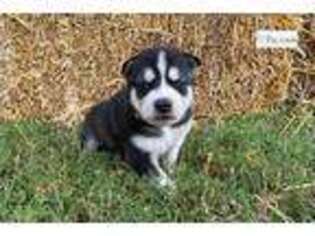 Siberian Husky Puppy for sale in Saint Louis, MO, USA