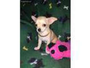 Chihuahua Puppy for sale in Tazewell, VA, USA