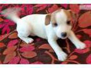 Jack Russell Terrier Puppy for sale in Los Angeles, CA, USA