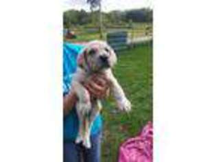 Great Dane Puppy for sale in Jasper, MO, USA