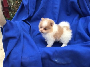 Pomeranian Puppy for sale in San Fernando, CA, USA