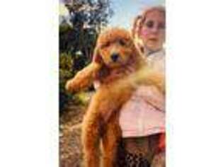 Goldendoodle Puppy for sale in Santa Barbara, CA, USA