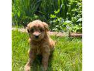 Goldendoodle Puppy for sale in Stevens Point, WI, USA