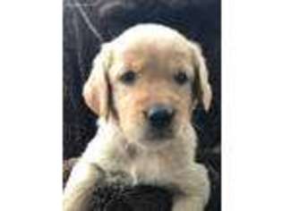 Golden Retriever Puppy for sale in Newell, IA, USA