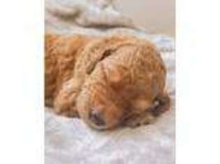 Goldendoodle Puppy for sale in El Paso, TX, USA