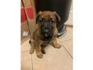 Belgian Malinois Puppy for sale in Chesterfield, VA, USA