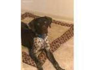 German Shorthaired Pointer Puppy for sale in Colon, NE, USA