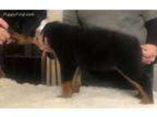 Rottweiler Puppy for sale in Farmington, MO, USA