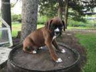 Boxer Puppy for sale in Ephrata, PA, USA