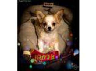 Chihuahua Puppy for sale in Wiggins, MS, USA