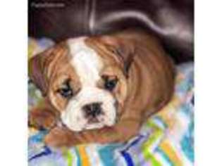 Bulldog Puppy for sale in Chino Hills, CA, USA