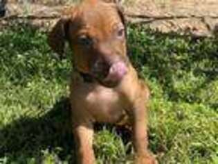 Rhodesian Ridgeback Puppy for sale in Agua Dulce, CA, USA