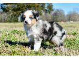 Miniature Australian Shepherd Puppy for sale in Texarkana, TX, USA