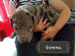 Great Dane Puppy for sale in Dubuque, IA, USA