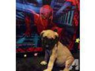 Mastiff Puppy for sale in PITTSBURGH, PA, USA
