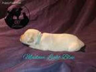 Golden Retriever Puppy for sale in South Sioux City, NE, USA