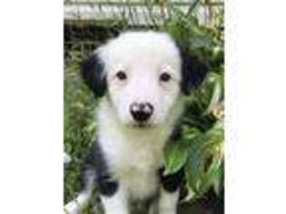 Border Collie Puppy for sale in Hamlin, WV, USA