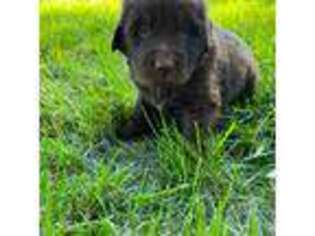 Newfoundland Puppy for sale in Collins, MO, USA