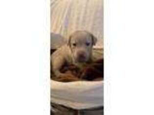Labrador Retriever Puppy for sale in Belton, TX, USA
