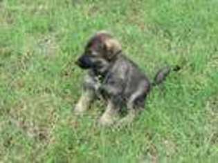 German Shepherd Dog Puppy for sale in Troy, TX, USA