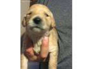 Goldendoodle Puppy for sale in Sweetwater, TX, USA
