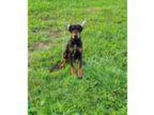 Doberman Pinscher Puppy for sale in Kincaid, KS, USA