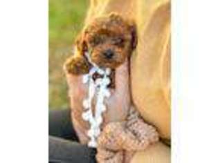 Mutt Puppy for sale in Monterey, TN, USA