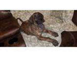 Great Dane Puppy for sale in Hays, NC, USA