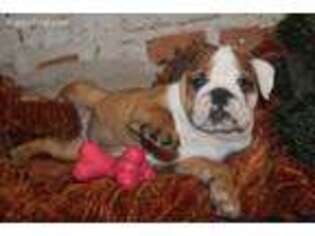 Bulldog Puppy for sale in Lake Forest, IL, USA