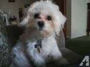 Maltese Puppy for sale in WEIRTON, WV, USA