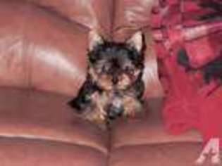 Yorkshire Terrier Puppy for sale in MANASSAS, VA, USA