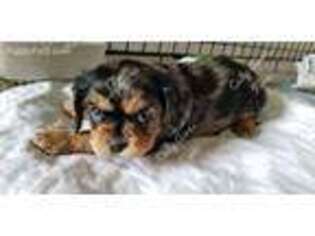 Cavalier King Charles Spaniel Puppy for sale in Boonville, NY, USA