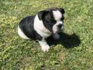 French Bulldog Puppy for sale in Success, MO, USA