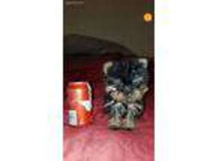 Yorkshire Terrier Puppy for sale in San Marcos, TX, USA