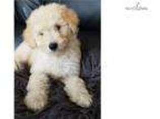 Goldendoodle Puppy for sale in Daytona Beach, FL, USA