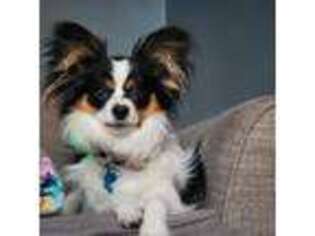 Papillon Puppy for sale in Spartanburg, SC, USA