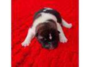 Akita Puppy for sale in Carthage, NC, USA