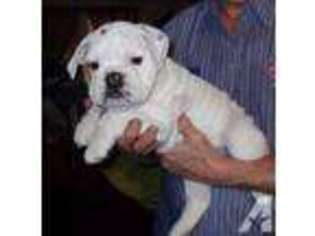 Bulldog Puppy for sale in HORNBEAK, TN, USA