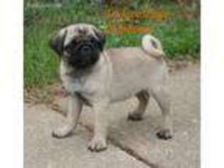 Medium Photo #1 Pug Puppy For Sale in Ponca City, OK, USA
