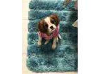 Cavalier King Charles Spaniel Puppy for sale in Bronx, NY, USA