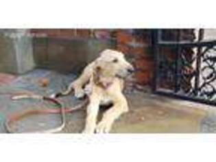 Irish Wolfhound Puppy for sale in Leesville, TX, USA