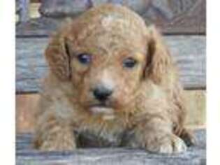 Cavapoo Puppy for sale in Scurry, TX, USA