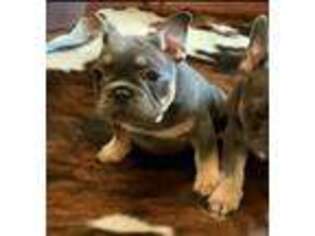 French Bulldog Puppy for sale in Pleasant Hill, MO, USA