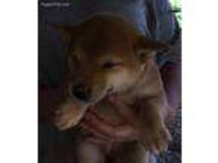 Shiba Inu Puppy for sale in Havana, AR, USA