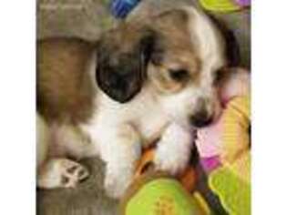 Dachshund Puppy for sale in Nashotah, WI, USA