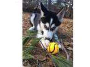 Siberian Husky Puppy for sale in Carver, MA, USA